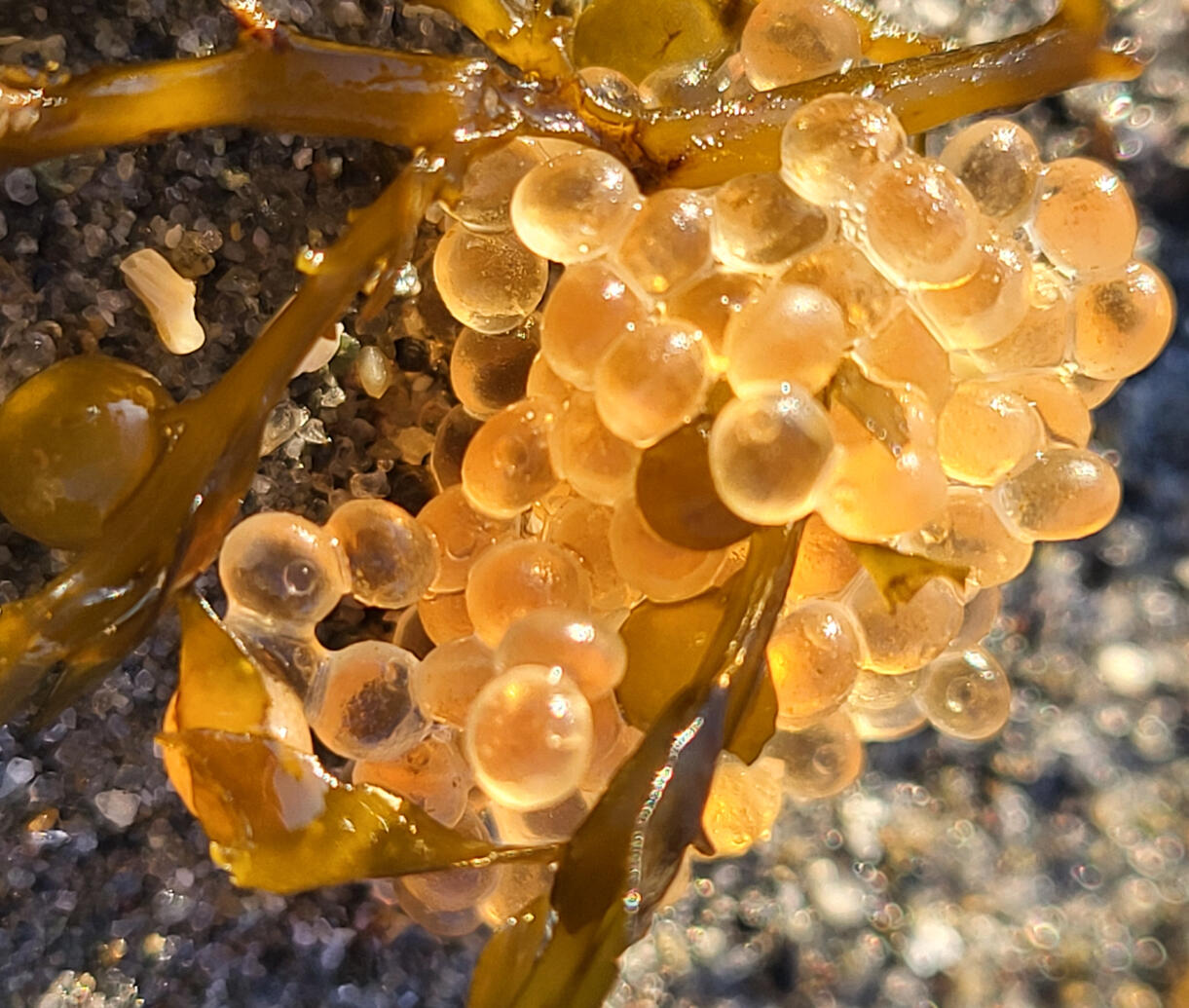 Seaweed with eggs Seaweed with eggs