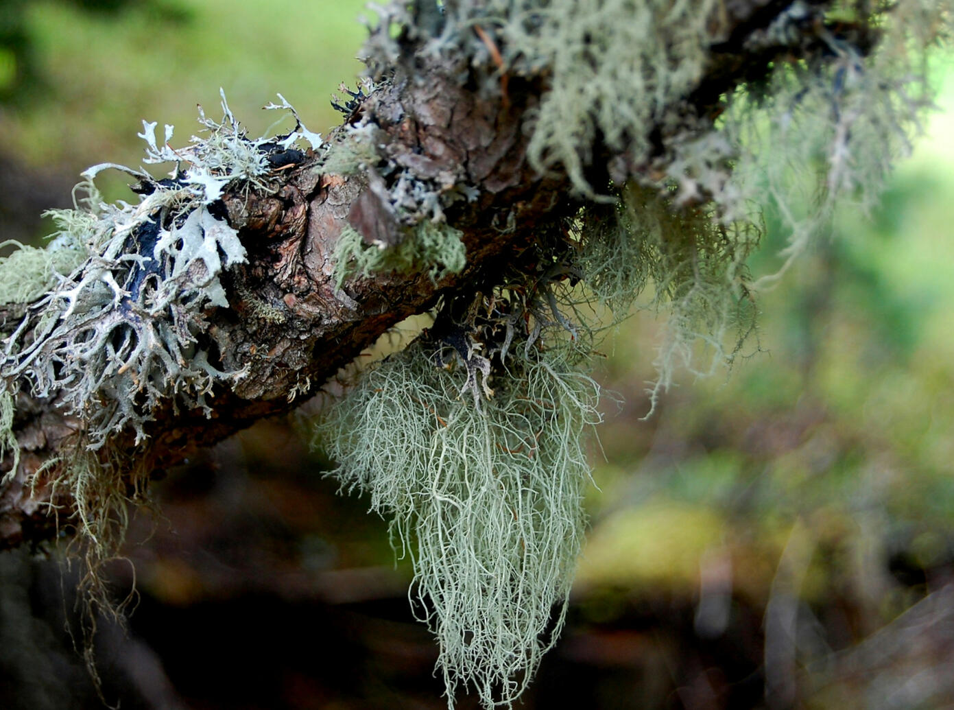 Witches Beard Lichen Witches Beard Lichen